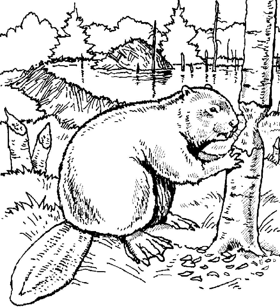 Bóbr kolorowanki